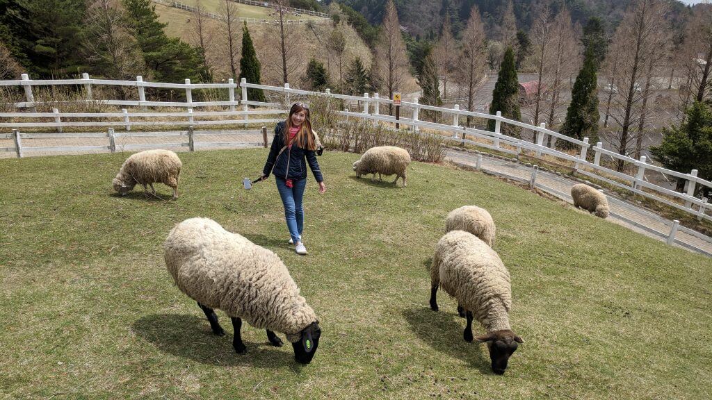 Rokkosan Pasture - Sheeps