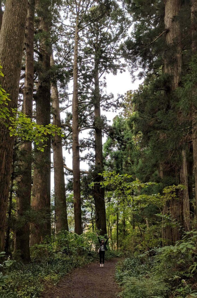 Ancient Cedar Path